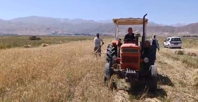 Yüksekova’da Buğday Hasadı Başladı: Çiftçiler Kavurucu Sıcakta Ter Döküyor