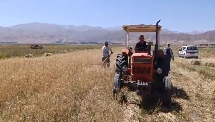 Yüksekova’da Buğday Hasadı Başladı: Çiftçiler Kavurucu Sıcakta Ter Döküyor